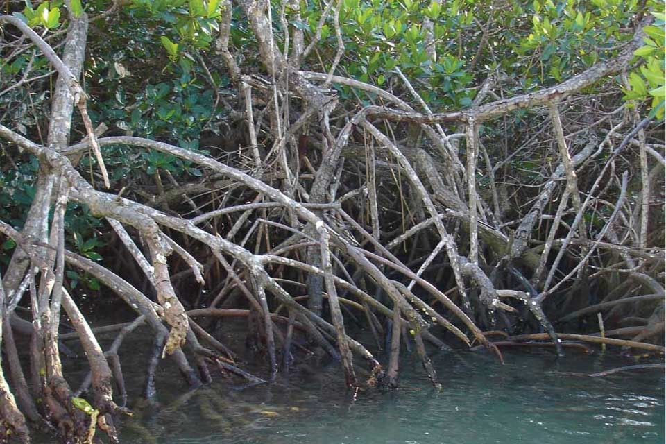 Mangrove forest