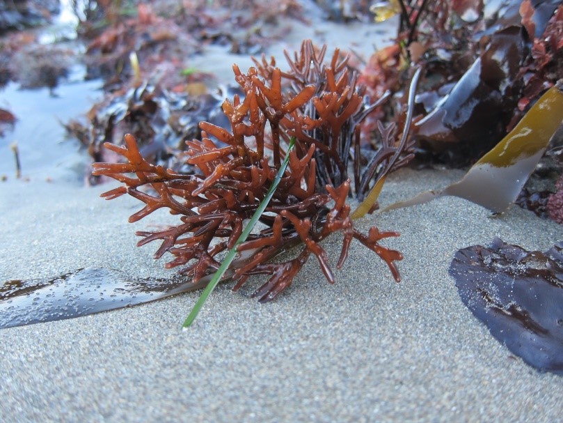 Marine Botany