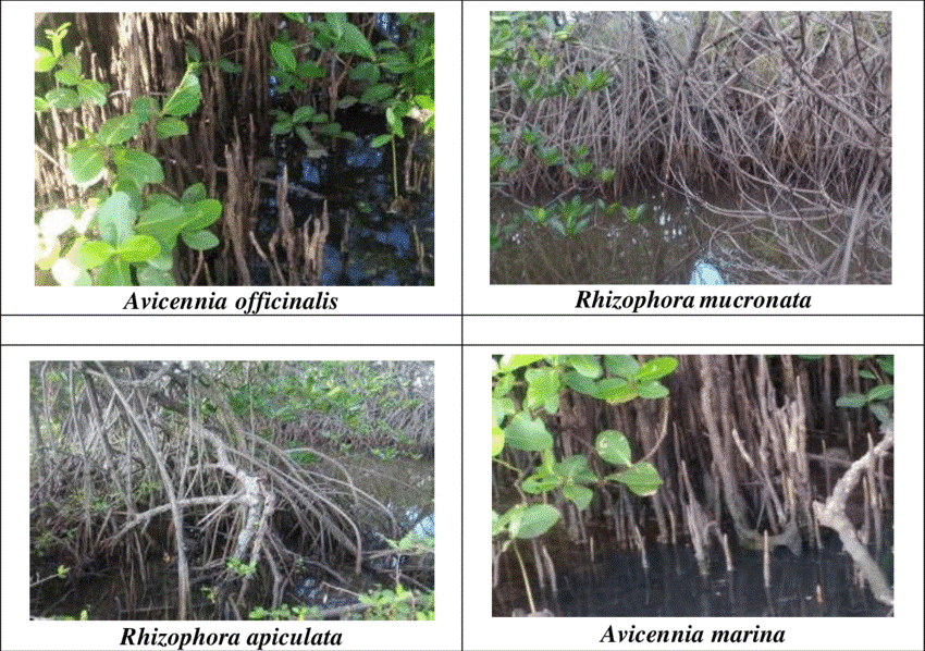 Root system of mangrove forest