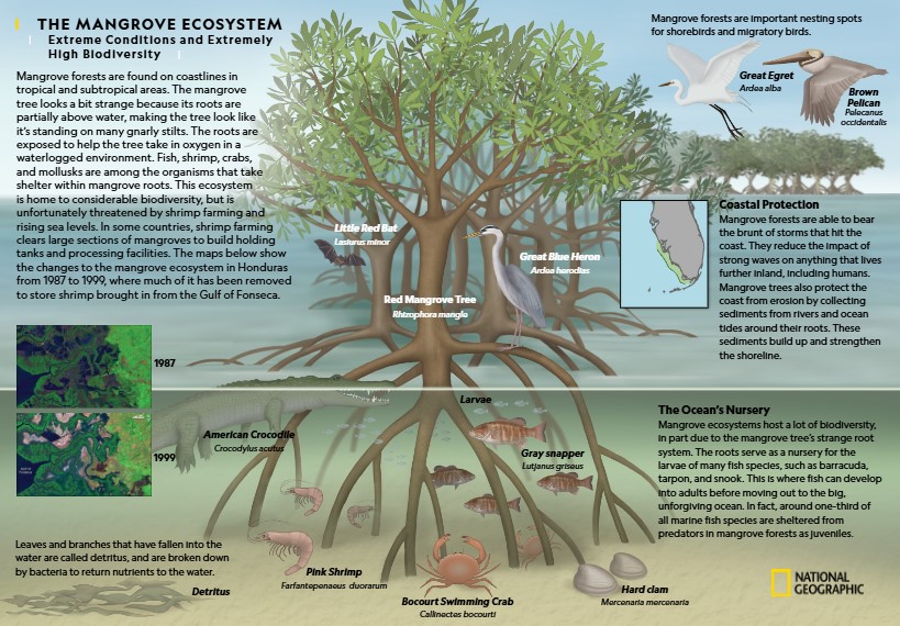 Mangrove ecosystem 