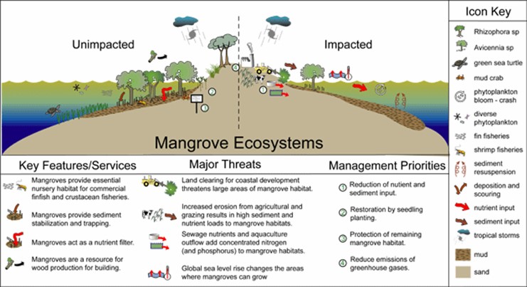 Threat of mangrove forest