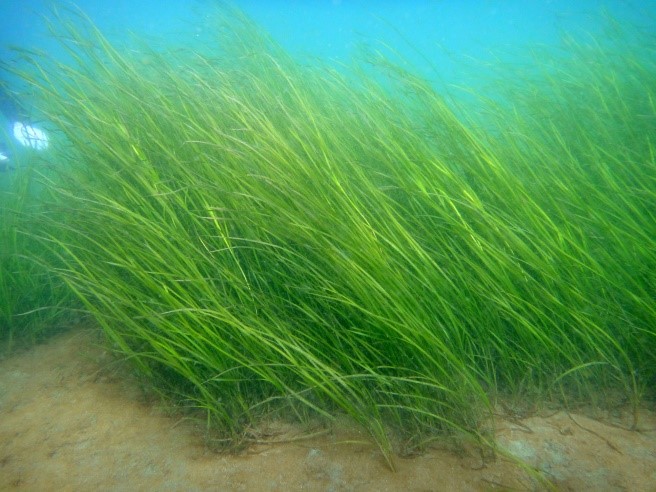 Zostera marina (eelgrass) 